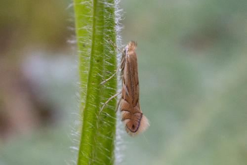 Réf. 253 127 : Phyllonorycter quercifoliella